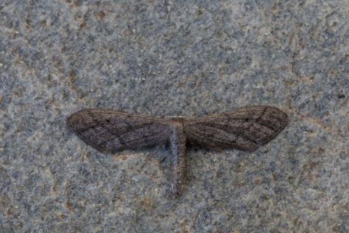 Idaea carvalhoi